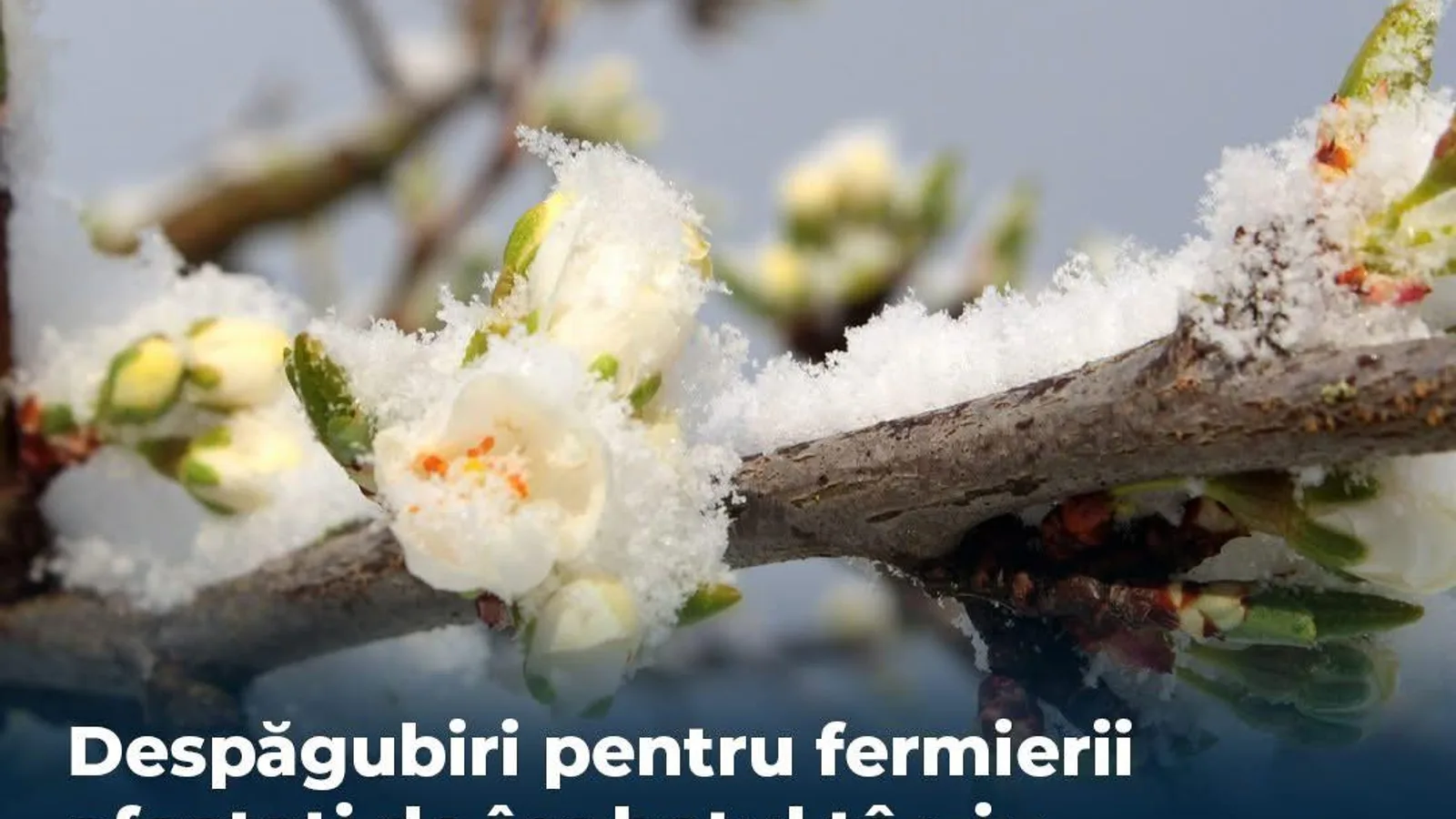 Despăgubiri pentru fermierii loviți de înghețul târziu din